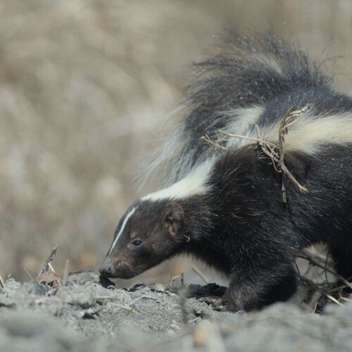 Striped Skunk