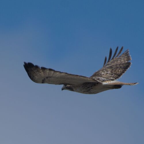 Red-tailed Hawk