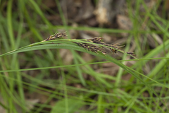 Carex gmelinii