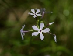 Phlox divaricata