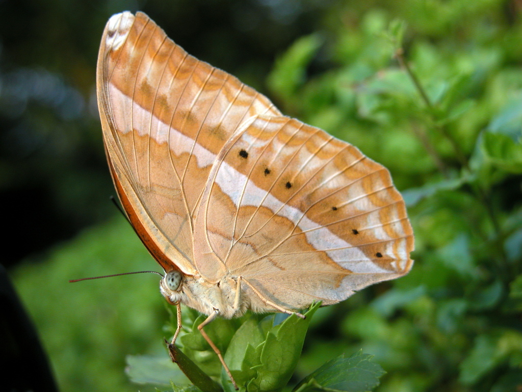 Cirrochroa