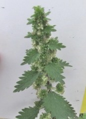 Urtica chamaedryoides