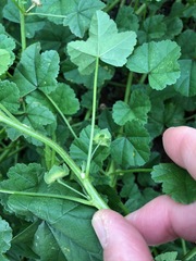 Malva sylvestris