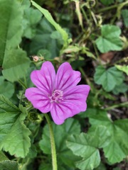 Malva sylvestris