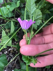 Malva sylvestris