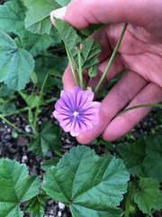 Malva sylvestris