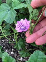 Malva sylvestris