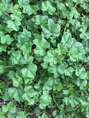 Malva sylvestris
