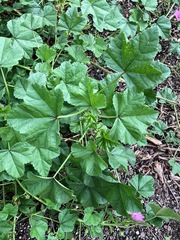 Malva sylvestris