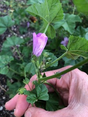 Malva sylvestris