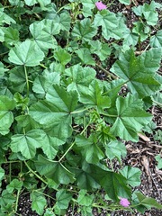 Malva sylvestris