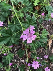 Malva sylvestris