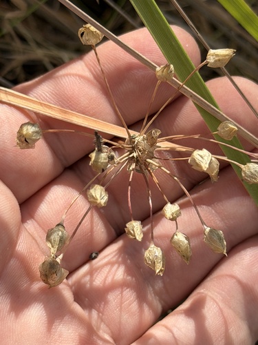 Allium praecox, photograph 4