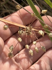 Allium praecox, photograph (c) Ian McFaul, some rights reserved (CC BY)