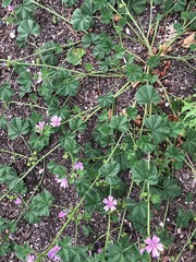 Malva sylvestris