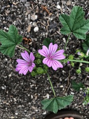 Malva sylvestris