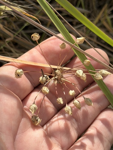 Allium praecox, photograph 2