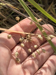 Allium praecox, photograph (c) Ian McFaul, some rights reserved (CC BY)
