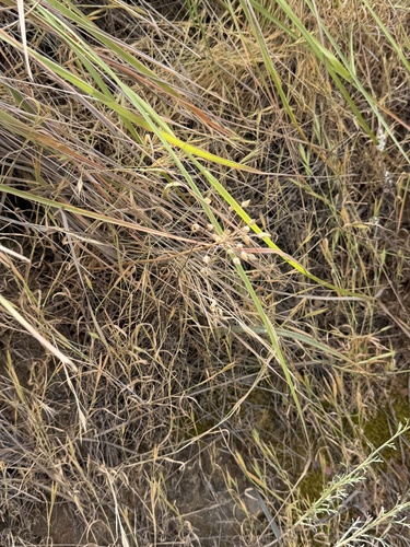 Allium praecox, photograph 3