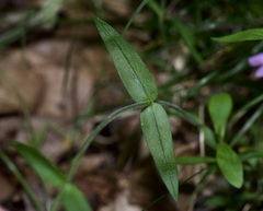 Phlox divaricata