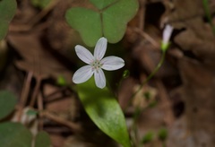 Claytonia virginica