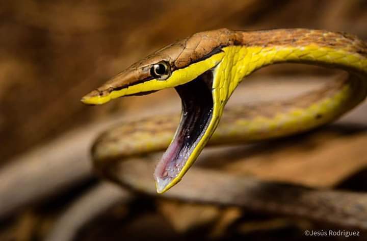 Gulf Coast Vine Snake