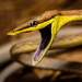Gulf Coast Vine Snake - Photo (c) jezrs30, some rights reserved (CC BY-NC), uploaded by jezrs30