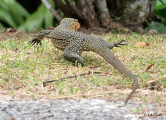Varanus bennetti