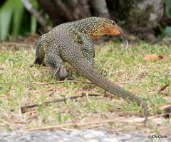 Varanus bennetti