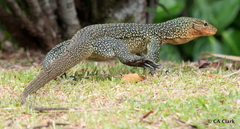 Varanus bennetti