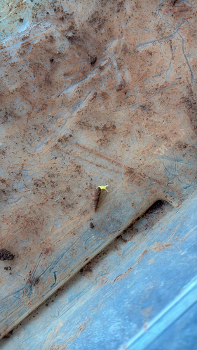 Subulina octona observed 2026-04-27