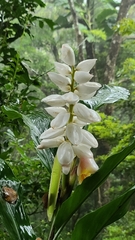 Alpinia hainanensis