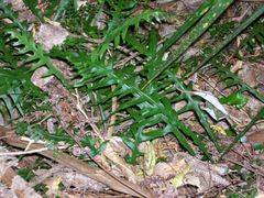 Lecanopteris scandens