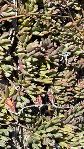 Lampranthus reptans, photograph 6