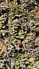 Lampranthus reptans, photograph (c) Caroline Voget, some rights reserved (CC BY)