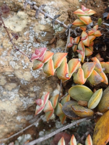 Foto de Crassula