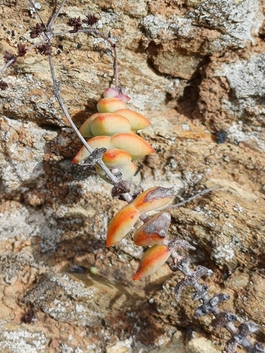 Foto de Crassula