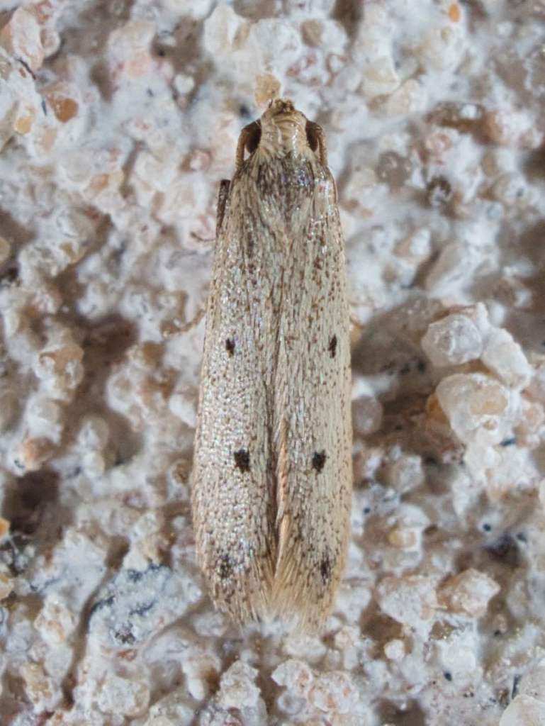 Numata bipunctella