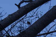 Turdus rufopalliatus
