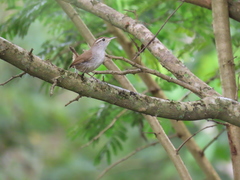 Uropsila leucogastra