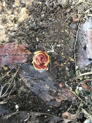 Arthurdendyus testaceus