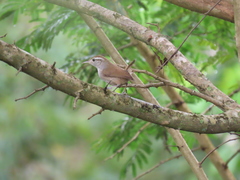 Uropsila leucogastra