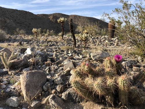 iNaturalist observation photo of Echinocereus engelmannii engelmannii