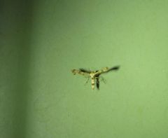 Nippoptilia cinctipedalis