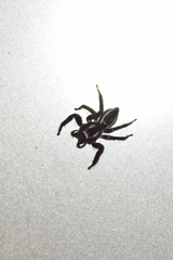 Carrhotus