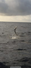 Istiophorus