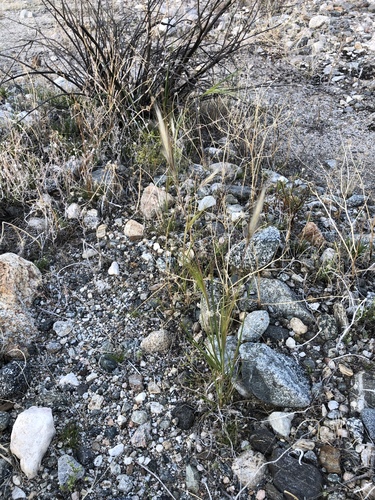 iNaturalist observation photo of cape ricegrass