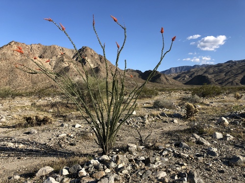 iNaturalist observation photo of ocotillo