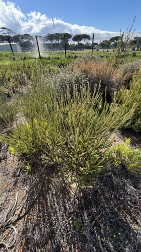 Leucadendron levisanus, photograph 3