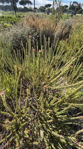 Leucadendron levisanus, photograph 4